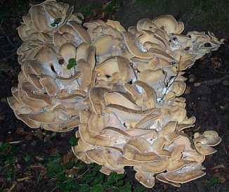 Polypore gant ou Meripilus giganteus