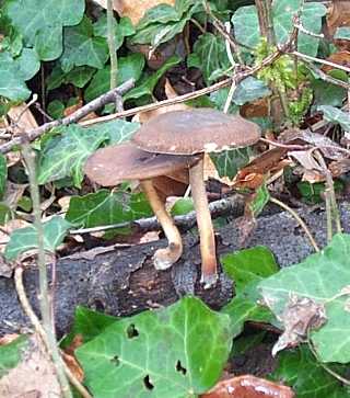 Polypore d'hiver ou Polyporus brumalis