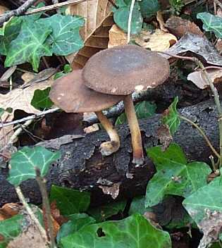 Polypore d'hiver ou Polyporus brumalis