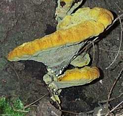 Inonotus cuticularis