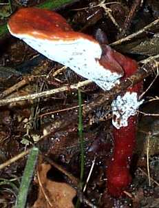 Polypore luisant ou ganoderma lucidum