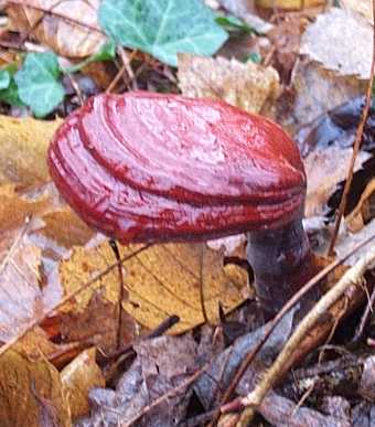 Polypore luisant ou Ganoderma lucidum