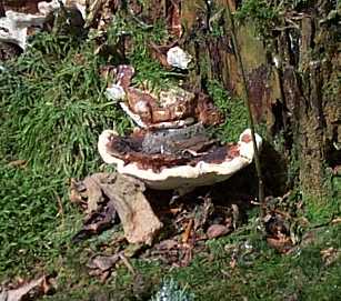 Polypore du pins ou Heterobasidion annosum ou Fomes annosum