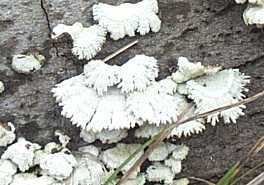 Schizophyllum commun ou Schizophyllum commune