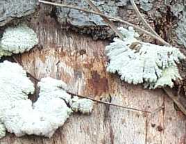 Schizophyllum commun ou Schizophyllum commune