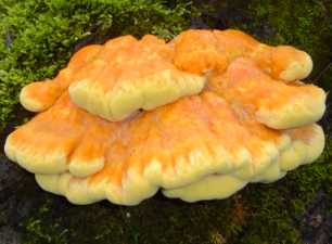Polypore soufr ou Laetiporus sulfureus ou Polyporus sulfureus ou sulphurus