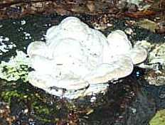 Tramte bossu ou Pseudotrametes gibbosa