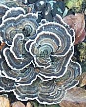 Tramte versicolore ou Polypore versicolore ou Trametes versicolor ou Coriolus versicolor