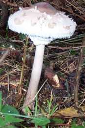 Lpiote leve ou Coulemelle ou Lepiota procera ou Macrolepiota procera