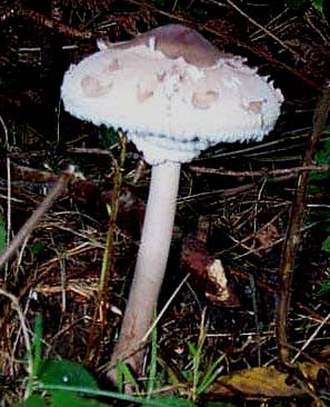 Lpiote leve ou coulemelle ou lepiota procera ou macrolepiota procera