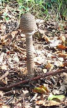 Lpiote leve ou coulemelle ou lepiota procera ou macrolepiota procera