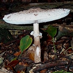 Lpiote leve ou Coulemelle ou Lepiota procera ou Macrolepiota procera