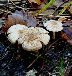 Lpiote de Josserand ou Lepiota josserandii