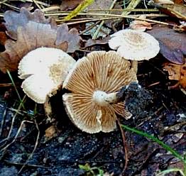 Lpiote de Josserand ou lepiota josserandii