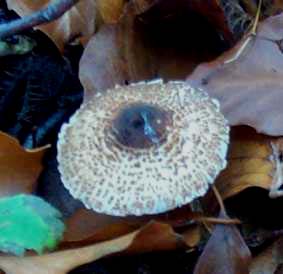 Lpiote brune ou lepiota brunneoincarnata