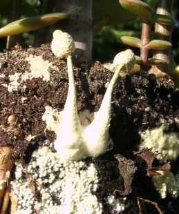 Lpiote des pots de fleurs ou Leucocoprinus flos sulfuris