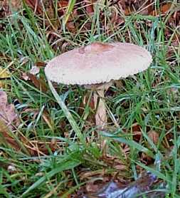 Lpiote excorie ou petite coulemelle ou lepiota excoriata ou macrolepiota excoriata