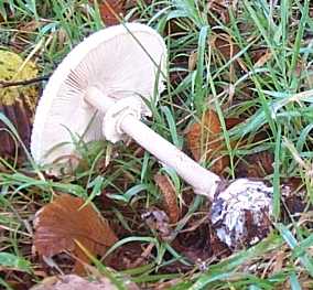 Lpiote excorie ou petite coulemelle ou lepiota excoriata ou macrolepiota excoriata