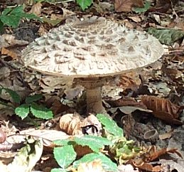 Lpiote dguenille ou coulemelle rougissante ou lepiota rhacodes ou macrolepiota rhacodes