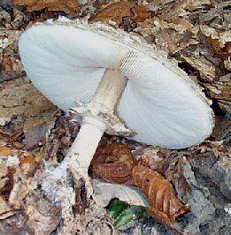 Lpiote dguenille ou coulemelle rougissante ou lepiota rhacodes ou macrolepiota rhacodes