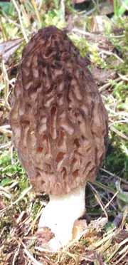 Morille conique ou Morchella conica ou Morchella elata var. conica