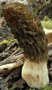 Morille conique ou Morchella conica ou Morchella elata var. conica