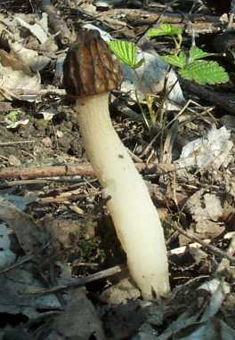 Morillon ou mitrophora semilibera ou hybrida ou Morchella hybrida