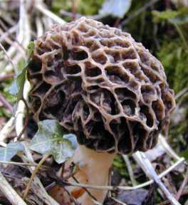 Morille Blonde ou Morchella rotunda