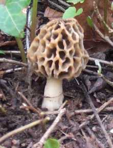 Morille Blonde ou Morchella rotunda