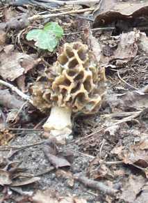 Morille blonde ou morille ronde ou morchella rotunda