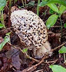 Morille vulgaire ou morchella vulgaris ou esculenta