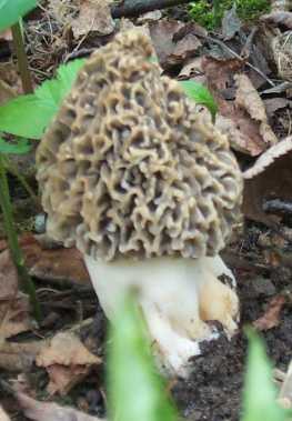 Morille vulgaire ou morchella vulgaris ou esculenta