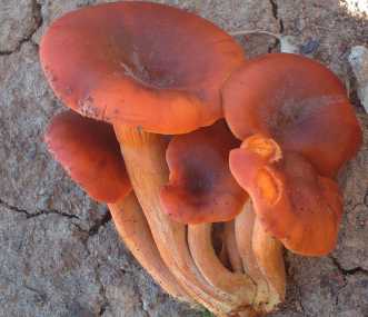 Clitocybe de l ' Olivier ou Omphalotus olearius ou illudens