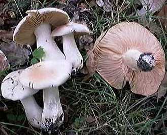 Entolome Livide ou Entoloma lividum ou Sinuatum