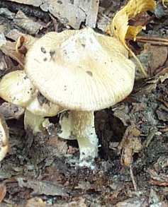 Inocybe fastigi ou Inocybe rimosa ou Inocybe fastigiata