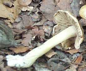 Inocybe fastigi ou Inocybe rimosa ou Inocybe fastigiata