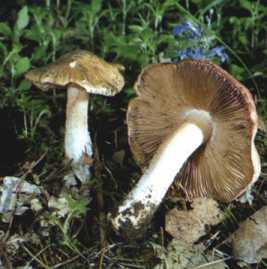 Inocybe de Patouillard ou Inocybe patouillardii