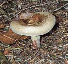 Paxille enroul ou Paxillus involutus