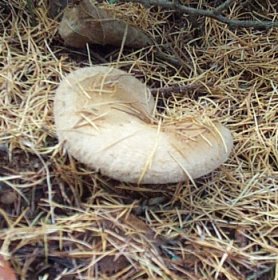 Paxille enroul ou Paxillus involutus