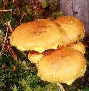 Pholiote incandescente ou Pholiota flammans