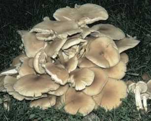 Pholiote du peuplier ou agrocybe aegerita ou cylindracea