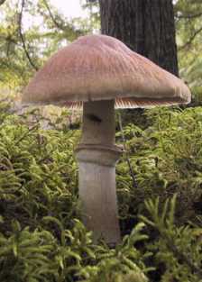 Pholiota caperata ou Rozites caperata