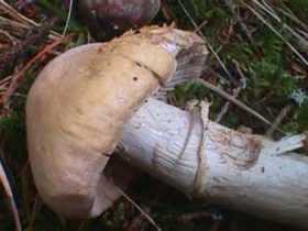 Pholiota caperata ou Rozites caperata