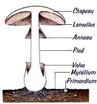 Le champignon