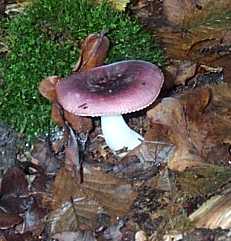 Russule cre ou russula drimeia ou russula sardonia