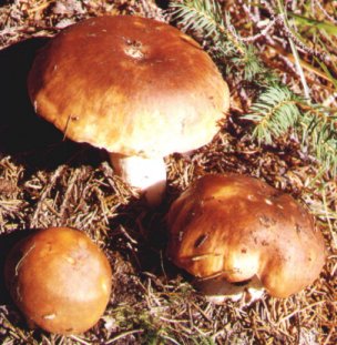 Russule belette ou Russula mustelina