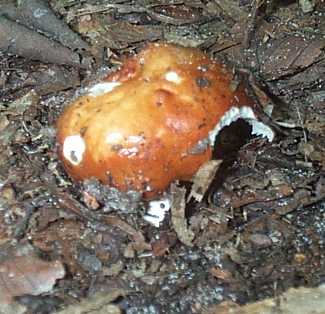 Russule belette ou Russula mustelina