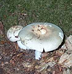 Russule charbonnire ou russula cyanoxantha