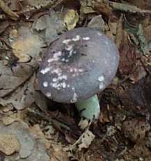 Russule charbonnire ou russula cyanoxantha