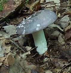 Russule Charbonnire ou Russula cyanoxantha